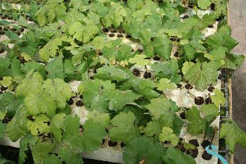 New green cuttings 3